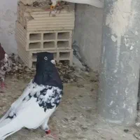 کبوتر