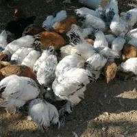 برهما لایت|حیوانات مزرعه|همایجان, |دیوار