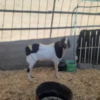 فروش بزغاله نر