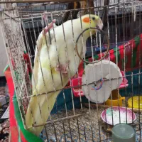 عروس هلندی لوتینو