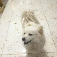 سگ خونگی|سگ|تویسرکان, |دیوار