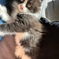 واگذاری گربه زیبا