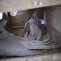 جفت عروس هلندی