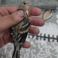 سهره قناری تازه دونخور