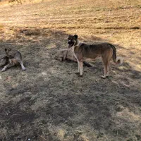 معاویضه ماده گنگال|سگ|مهاباد (آذربایجان غربی), |دیوار