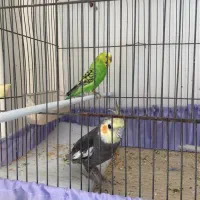 یک عدد عروس هلندی و مرغ عشق