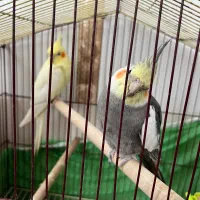 عروس|پرنده|جغین, |دیوار