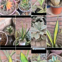 سانسوریا و کاکتوس خاص و کلکسیونی