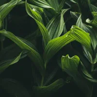 قرعه کشی معتبر