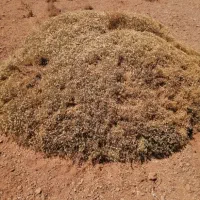 کندکاری و چاه کنی