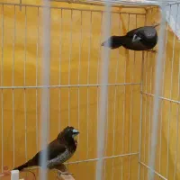یک جفت فنچ بنگالی کار داده