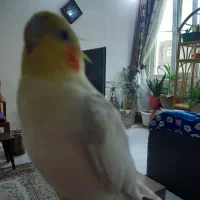 عروس هلندی