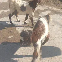 فروش 2 کهره درشت پاکستانی و2کهره ماده ویک کهره نر|حیوانات مزرعه|بهبهان, |دیوار