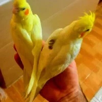 جوجه عروس هلندی لوتینوزعفرونی دوکت وتک خال