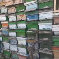 کندوی زنبور عسل مربع و آمریکایی