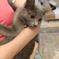 گربه اسکاتیش|گربه|تهران, سازمان برنامه جنوبی|دیوار