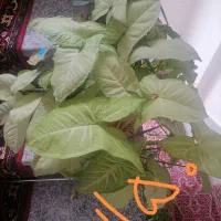 چند عدد گل طبیعی. نخ نساجی اعلا گیلویی 250|حراج|تبریز, |دیوار