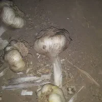 سیر
