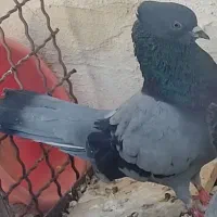 کبوتر گمشده