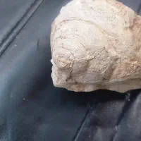 فسیل قدمت بالا قیمت ۲۰