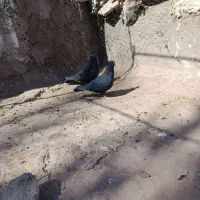 ی جفت زاغ خوشگل