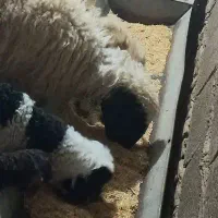 میش بره دار دوزه با بره های چراکی مال داشتی سالم