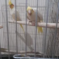 عروس هلندی|پرنده|پاکدشت, پاکدشت (مامازند)|دیوار