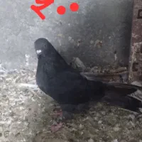 کبوتر زاغ پرشی