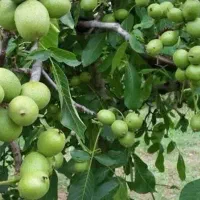 توزیع نهال گردو فرنورپیوندی پایه کوتاه|خدمات باغبانی و درختکاری|پلدختر, |دیوار