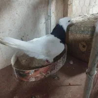 معاوضه باکفتر چینی یافنج کینگ|پرنده|بندر ماهشهر, |دیوار