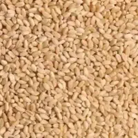 خرید فروش گندم