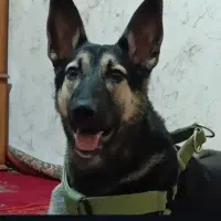 سگ ژرمن وورک نر و ماده