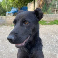 واگذاری رایگان سگ