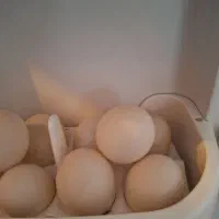 تخم اردک