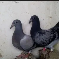 کبوتر