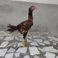 خروس لاری اصیل...