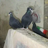 زاغ چشم نوک سفید آبادانی