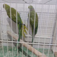 طوطی ملنگو|پرنده|چابهار, |دیوار