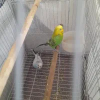 یه جفت مرغ عشق نروماده گازنمیگرن