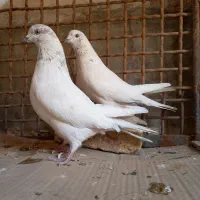 کفتر خالگرد|پرنده|شهرکرد, |دیوار