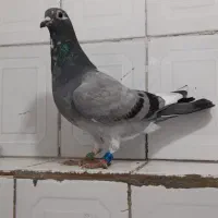 کفتر پلاکی اصلی