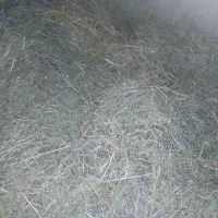 علف سبز بهار|عمدهفروشی|مسجد سلیمان, |دیوار