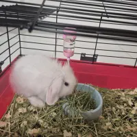 یک عدد خرگوش لوپی و هلندی سرحال و زرنگ