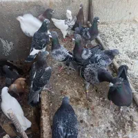 فروش کبوتر|پرنده|جم, |دیوار