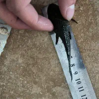 لجنخوار اسپرت|ماهی|ماکو, |دیوار