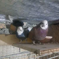 یک جفت پرشی