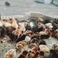 جوجه ۴ ماهه