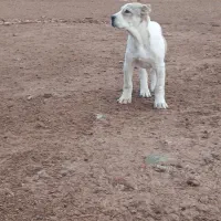 توله ماده|سگ|نیشابور, مازول|دیوار