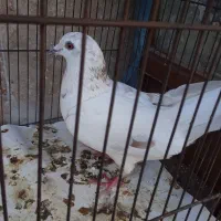 کفتر ماده