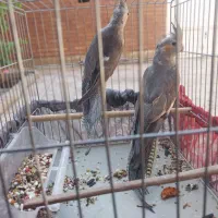 عروس هلندی|پرنده|اهواز, منبع اب|دیوار